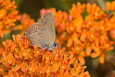 建设基地抵御外敌 模拟新作《Illuminaria》下周发售