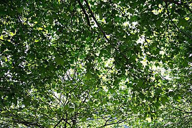 Epic喜加一：《家园复刻合集》和《断钢》免费领取